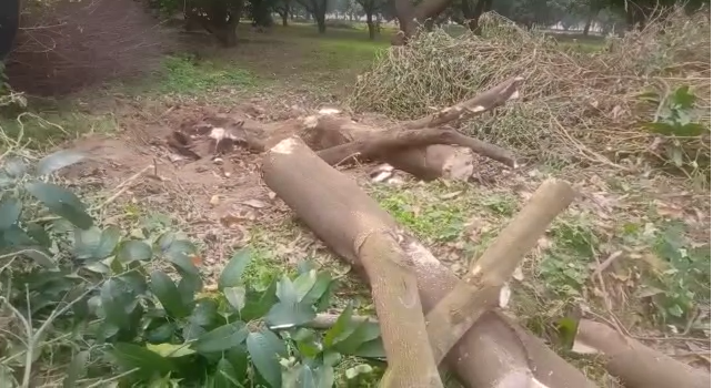 बुलंदशहर : यूपी के बुलंदशहर में वन विभाग के अधिकारियों के मिली भगत से चल रहा है पेड काअवैध कटान